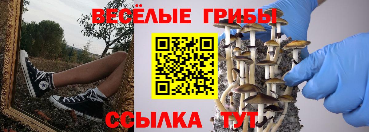 Менделеевск  Галлюциногенные грибы Psilocybine cubensis  где найти   Вход с VPN 